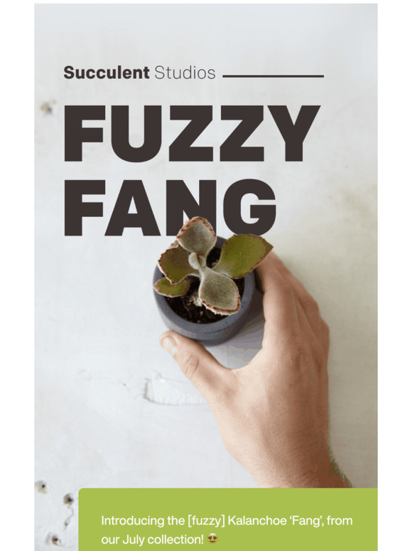 [$9 off] 🌟 meet the FUZZY Succulent.