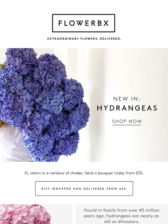 Hydrangeas: all you need to know