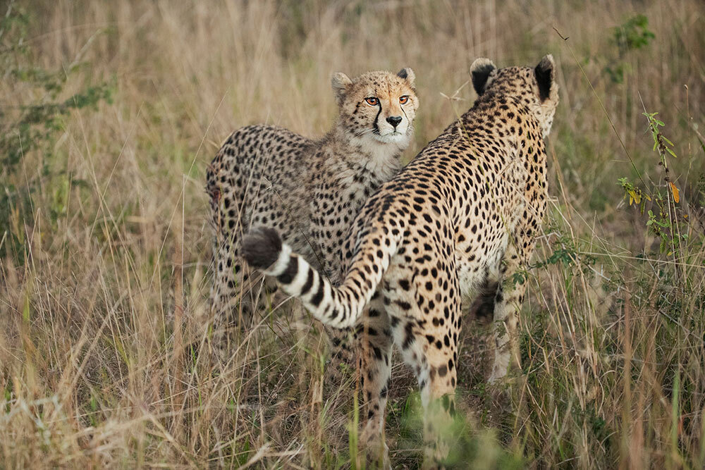 National Geographic: Can the fastest animal on Earth be saved? Plus, a