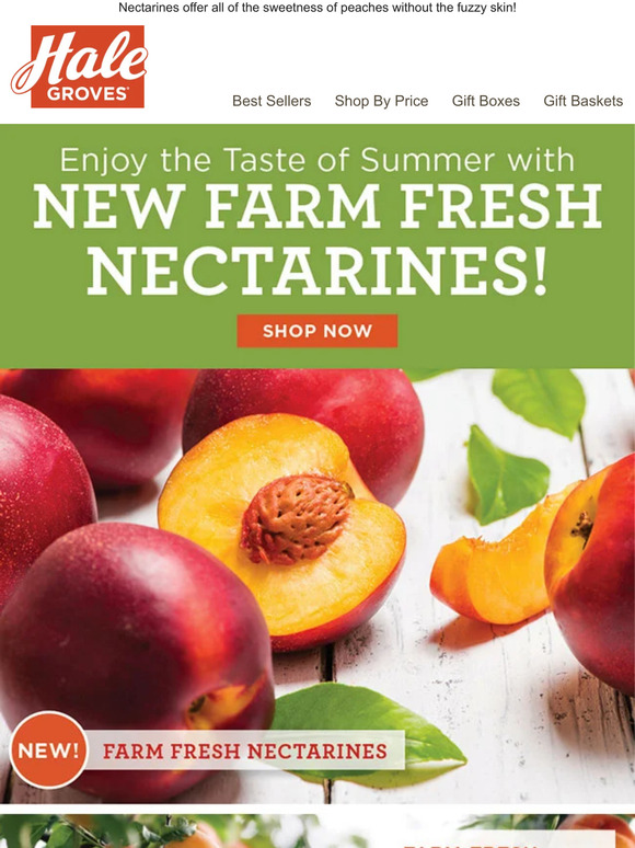 Hale Groves FarmFresh Nectarines Available Now & Picked at the Peak