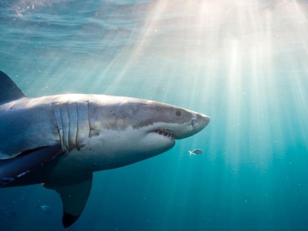 Shop Shark Week Party Essentials