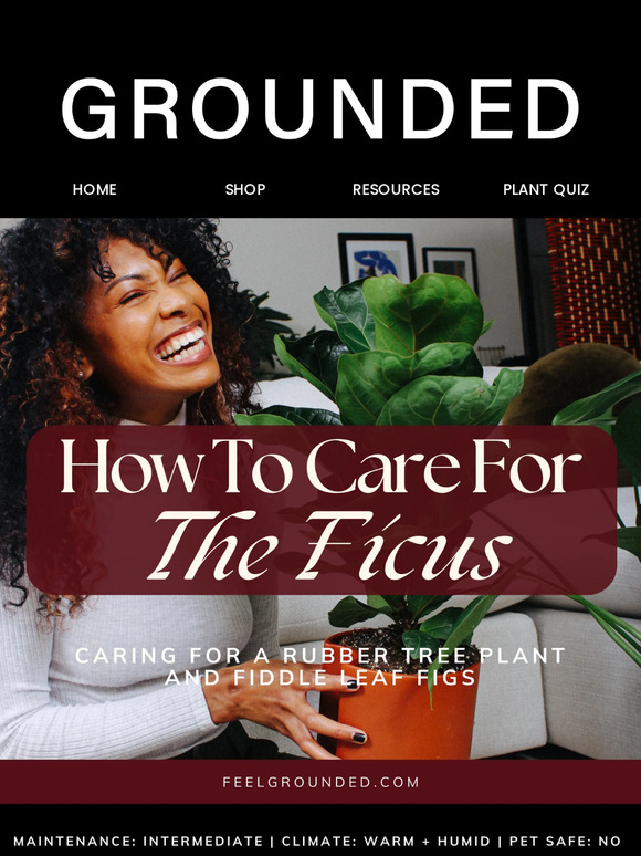 Having Trouble With Your Ficus?