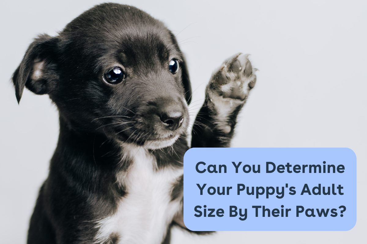 Pupford LLC [article] Can You Determine Your Puppy's Adult Size by