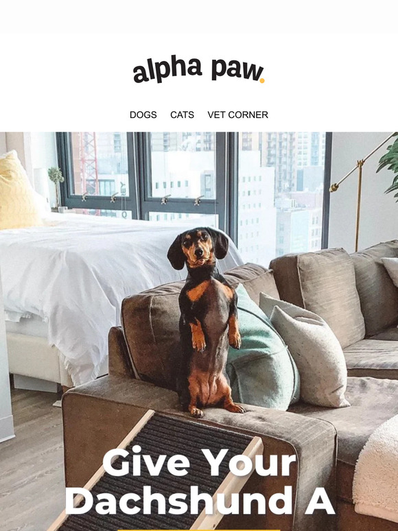 Dachshunds don’t know they’re short...