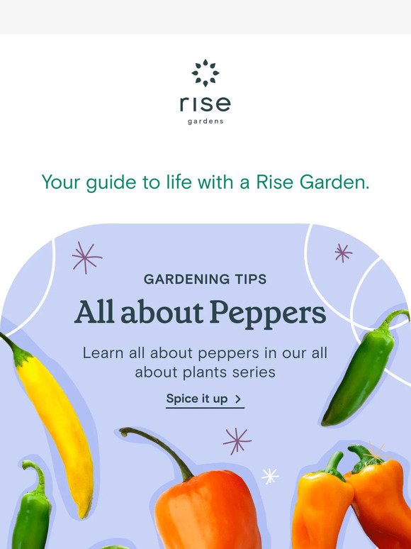 This Week at Rise Gardens Vol. 37 🌱🌶️