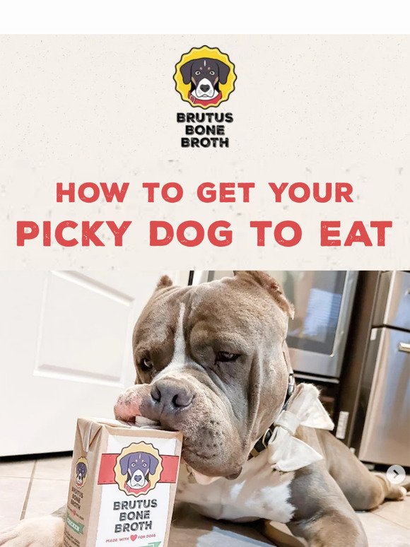 How To Get Your Picky Dog To Eat 🐾