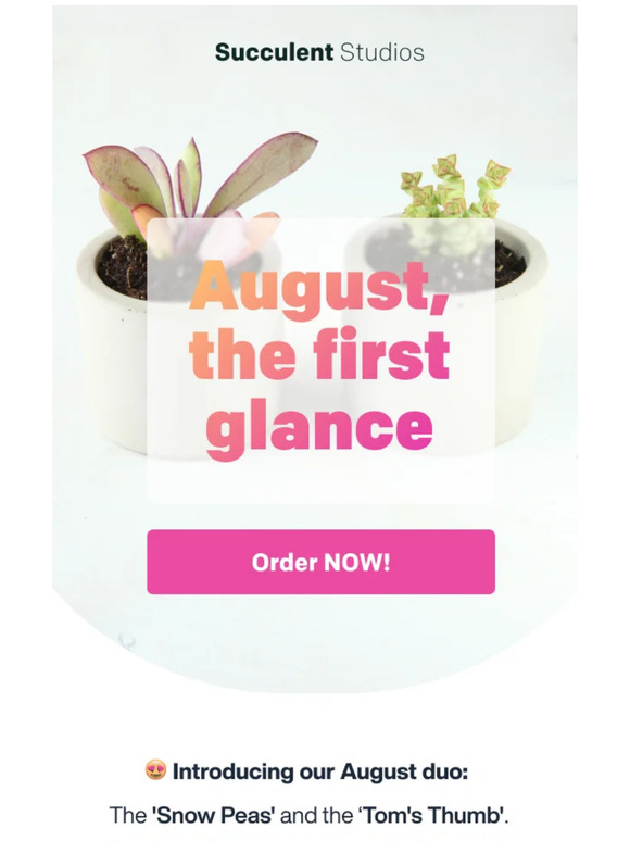 [In Your Cart] 🔻🔻 the AUGUST succulents.