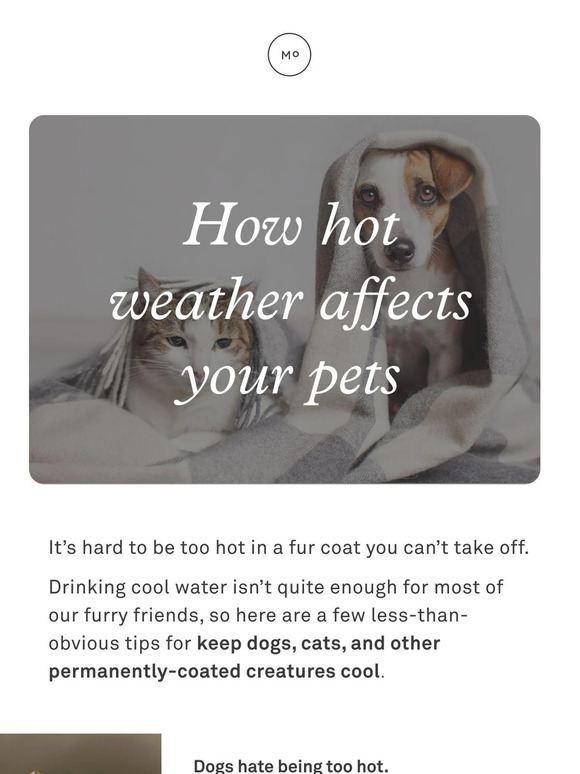 Molekule: How hot weather affects your pets 🐾 | Milled