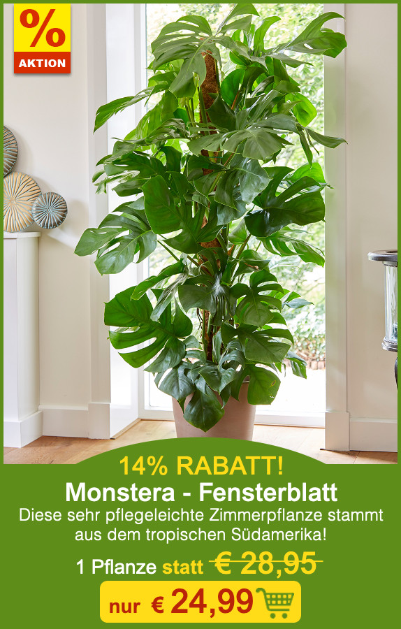 BALDURGarten KOO 🤩 🔥 ZimmerpflanzenRARITÄTEN mit Blickfang! Milled