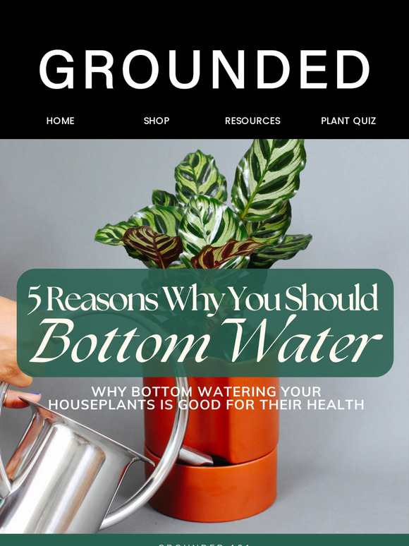 5 Reasons You Should Bottom Water Your Houseplants