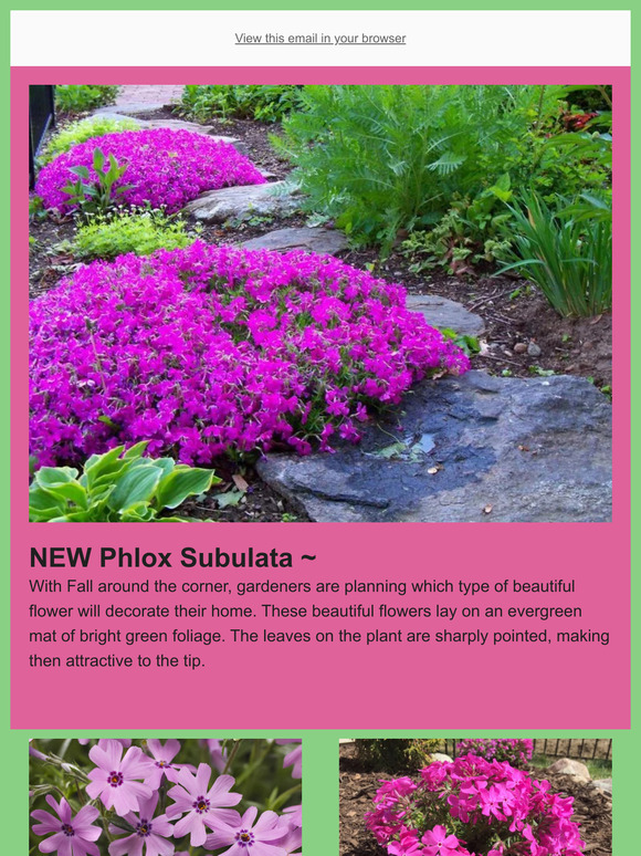 🌸THEY'RE HERE Creeping Phlox Available🌸