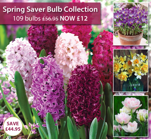Thompson & £56 Spring Bulb Bundle NOW £12! Milled