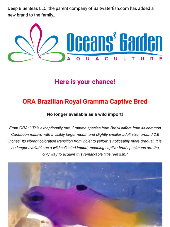 Salt Water Fish: 🆕🐠 Brazilian Royal Gramma Captive Bred @ Oceansgarden ...