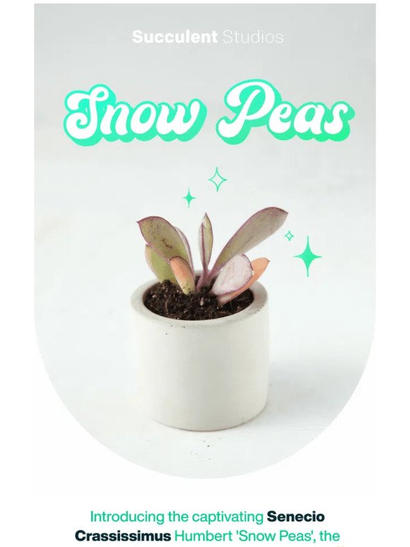 ❇️ Snow Peas are IN STOCK in August only!