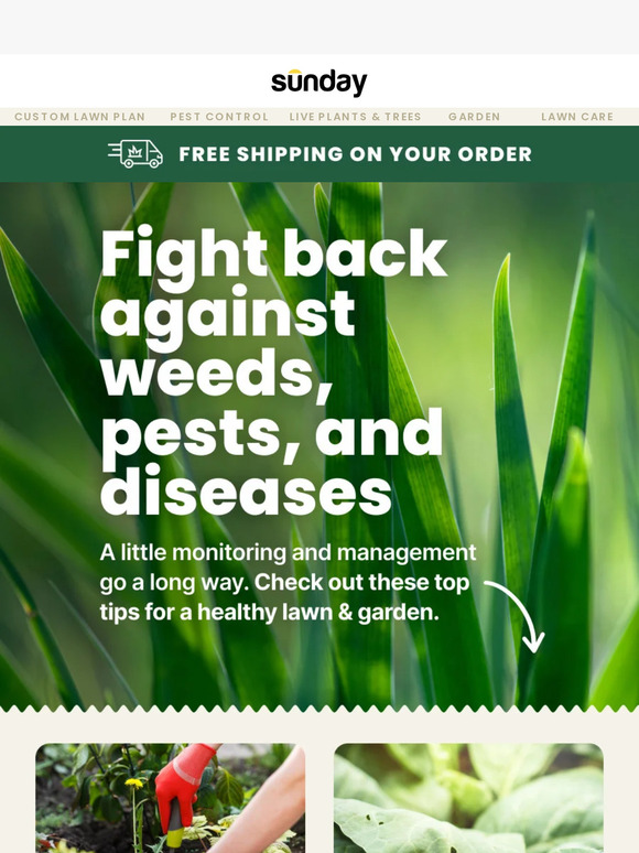 ❌Weeds ❌ Pests ❌ Diseases ❌