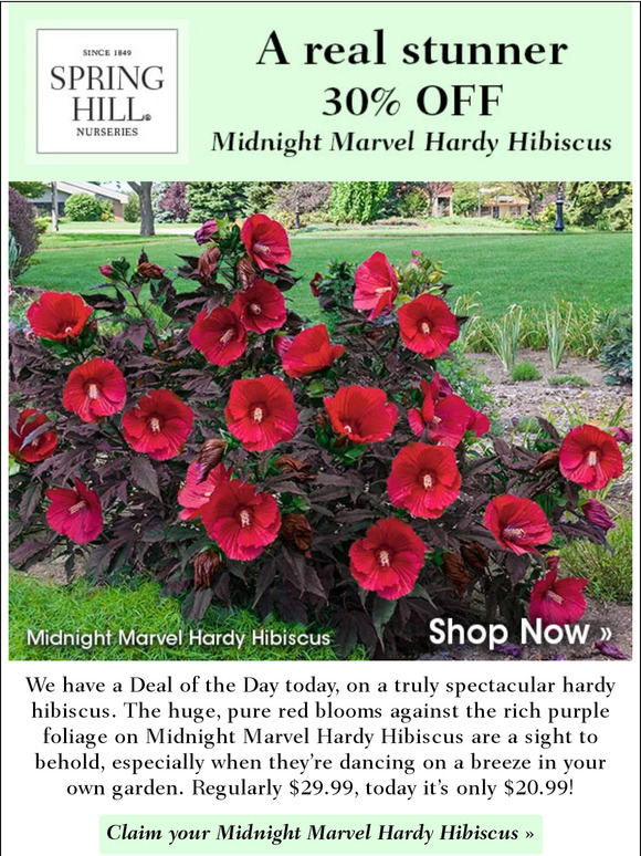 Spring Hill Nursery This hardy hibiscus is stunning Milled