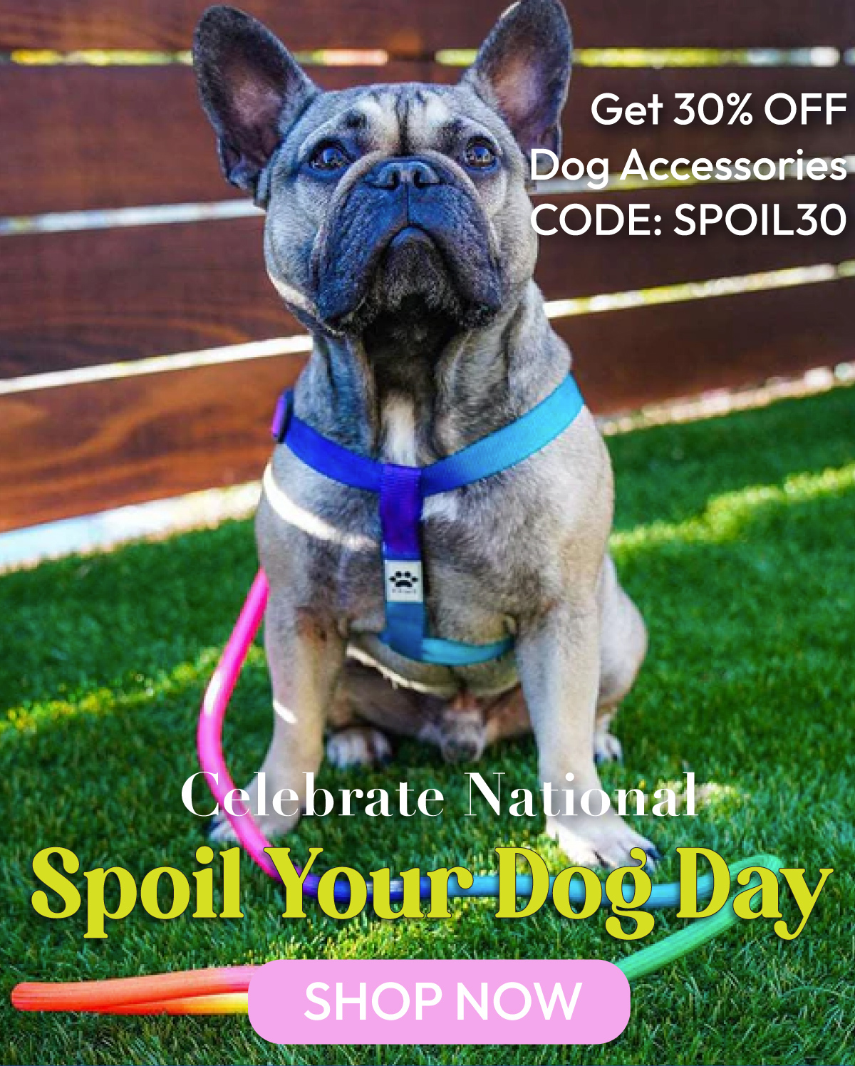 PAWZ National Spoil your Dog Day 🐕 Milled