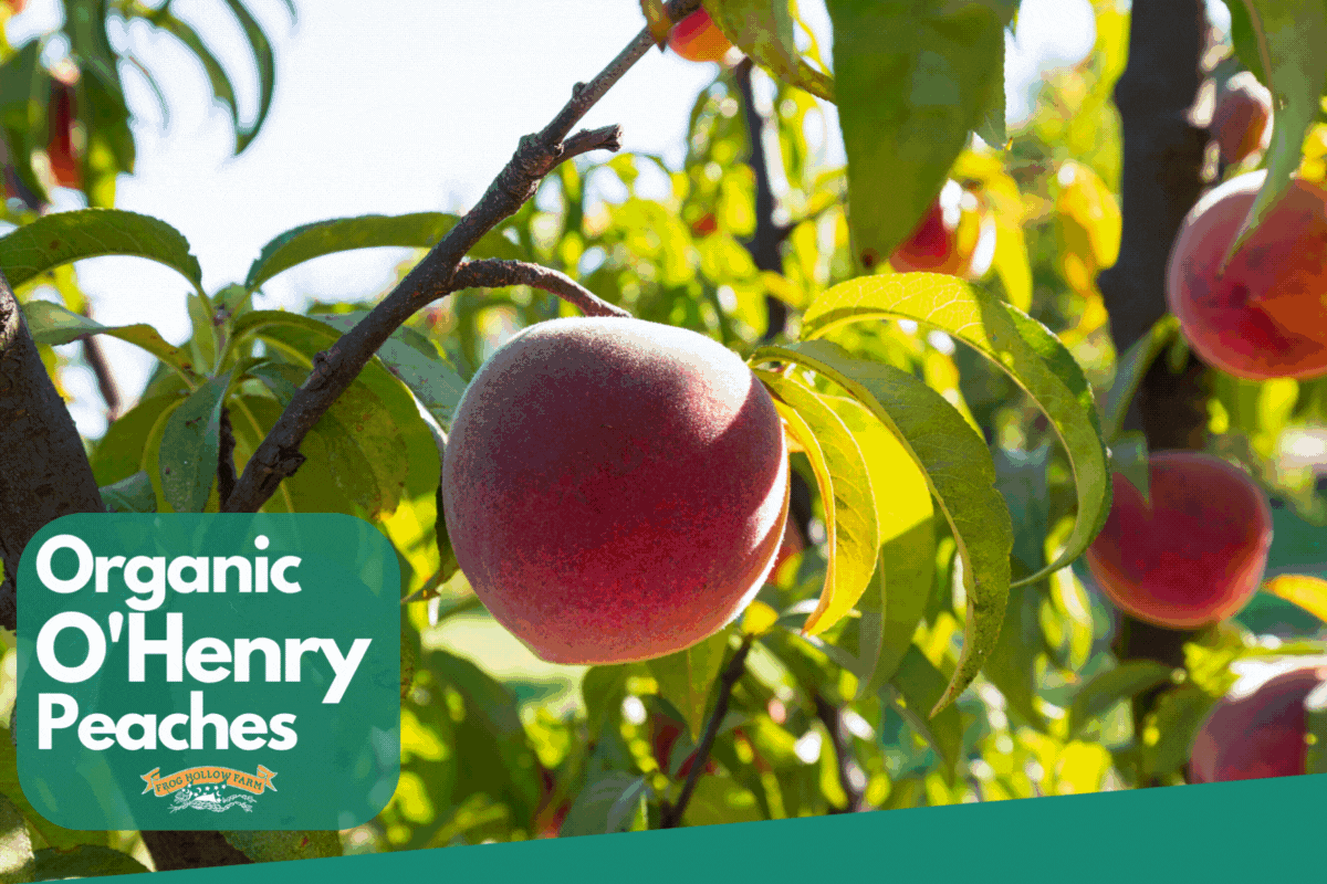 Frog Hollow Farm The Legendary O'Henry! Harvesting Now! 🍑🥳 Milled