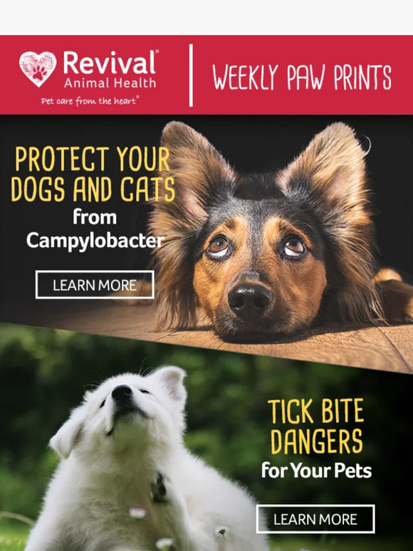 Revival Animal Health Protect Your Dogs and Cats from Campylobacter