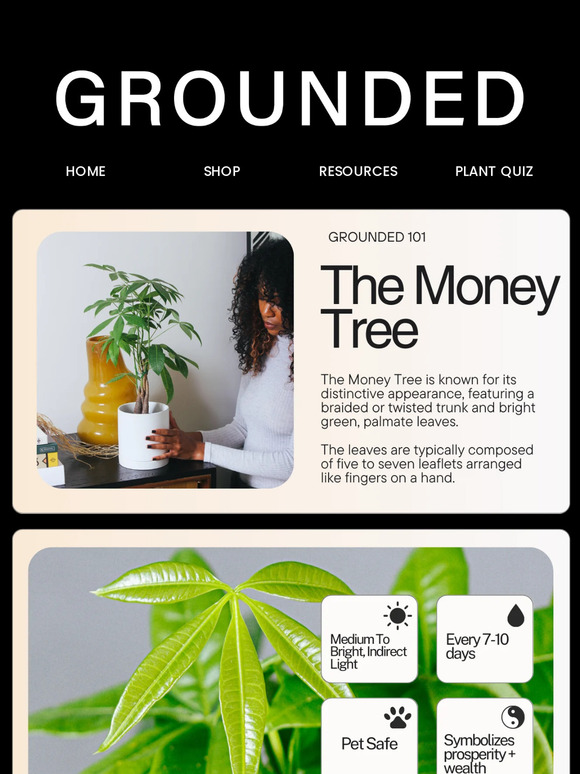 Turn Good Vibes into Prosperity with the Money Tree