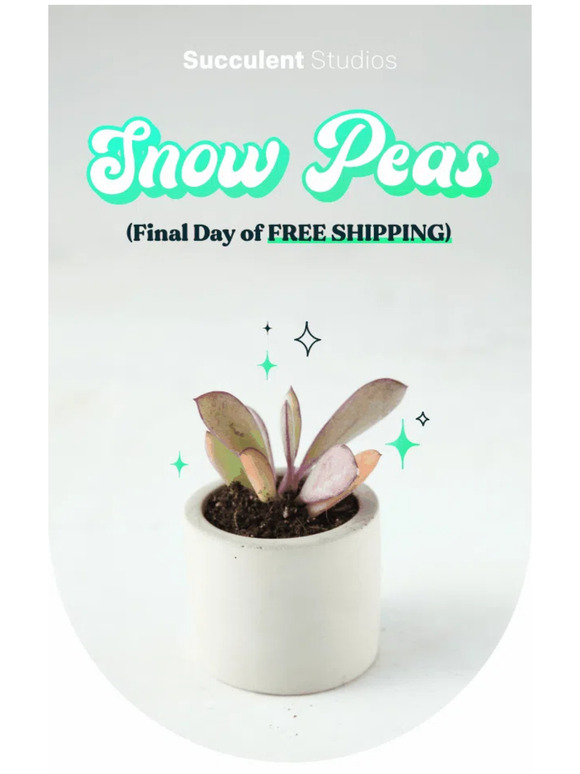 ❌🌵 FINAL DAY for Free Shipping!