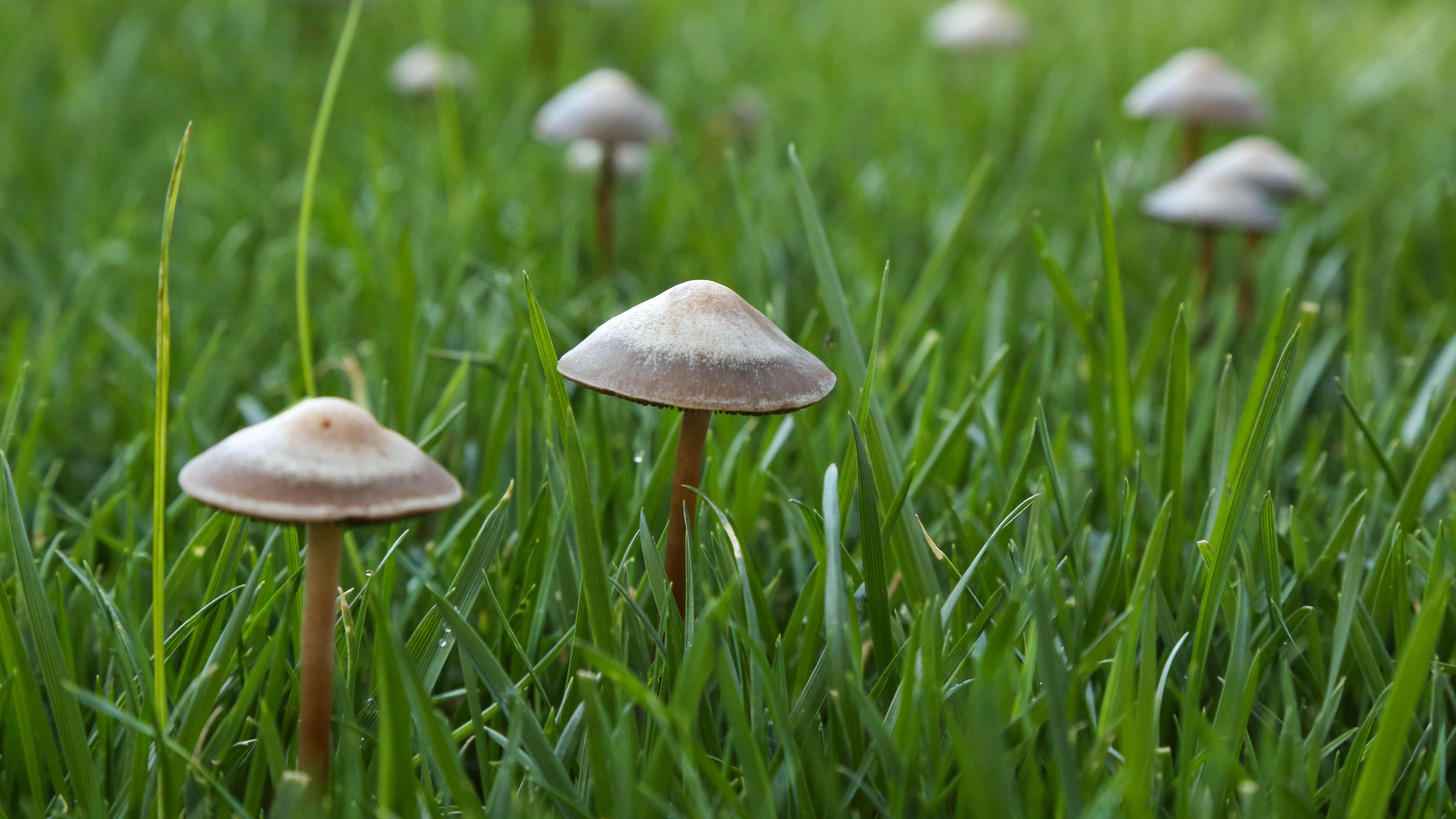 Moowy Easy Green Grass 🍄 Mushrooms In Your Lawn 👨‍🌾why They Occur And What You Can Do About 7985