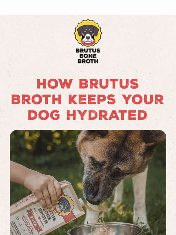 Keep your dog hydrated this summer ☀️