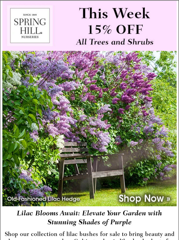 Spring Hill Nursery The Allure of Lilacs Nature's Masterpiece in
