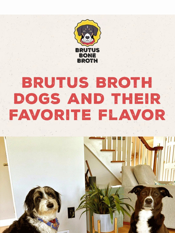 Brutus Broth Dogs And Their Favorite Broth!