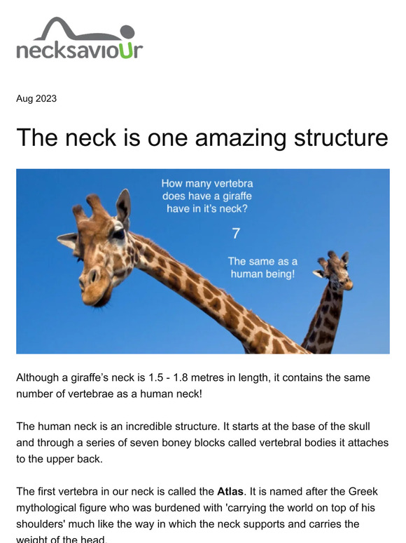 The neck is one amazing structure!