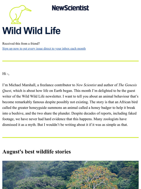 New Scientist Do honeyguides really help honey badgers find bees