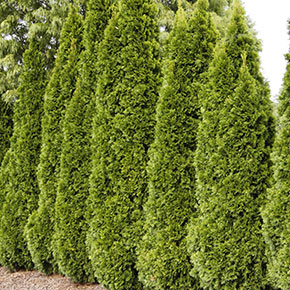 Emerald Green Arborvitae Hedge