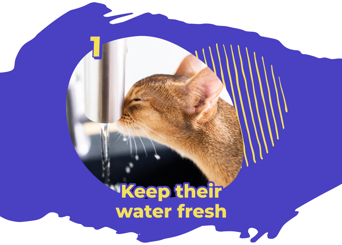 Kitty Poo Club 6 tips for keeping your cat hydrated Milled