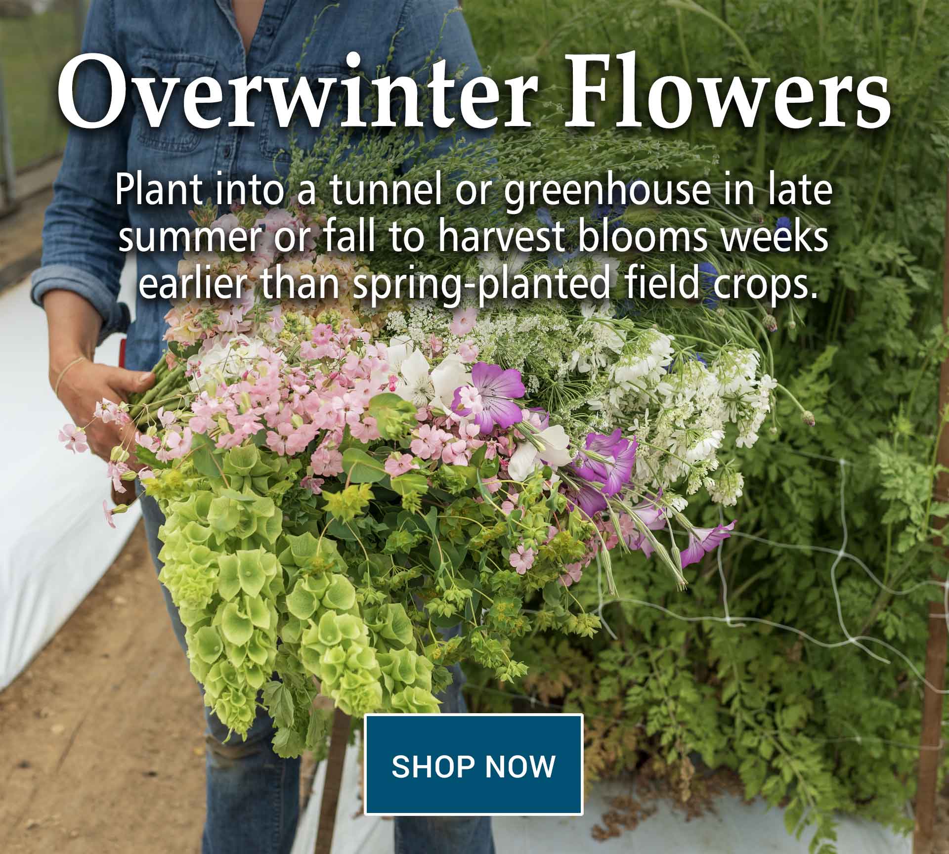 johnny's selected seeds Overwinter Flowers for an Early Spring Harvest