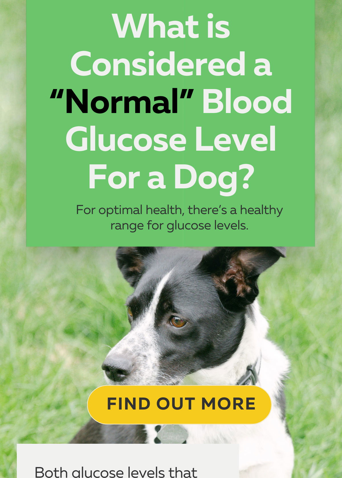 KetoNatural Pet Foods What is considered a normal glucose level for a