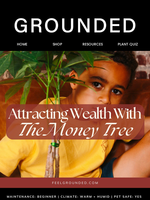 This Houseplant Attracts Money + Abundance 💸