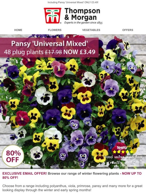 up to 80% OFF Winter Flowering Plants