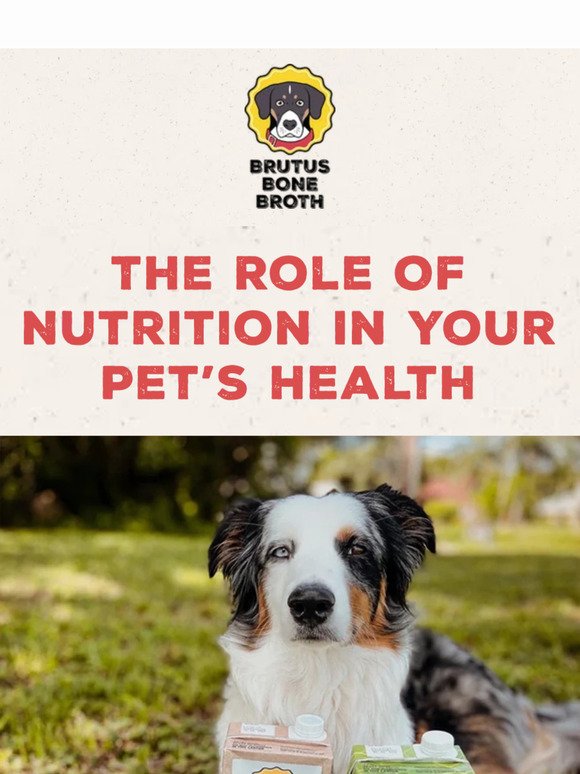 The Role Of Nutrition In Your Pet’s Health 🦴