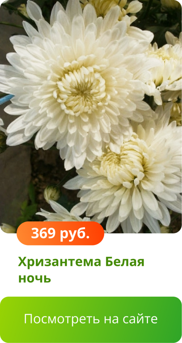 Хризантема Белая ночь.png