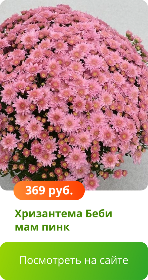 Хризантема Беби мам пинк.png