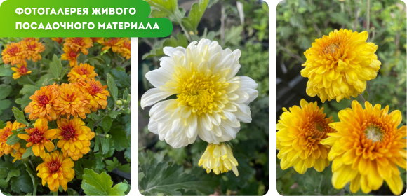 ФОТОГАЛЕРЕЯ ЖИВОГО ПОСАДОЧНОГО МАТЕРИАЛА.jpg