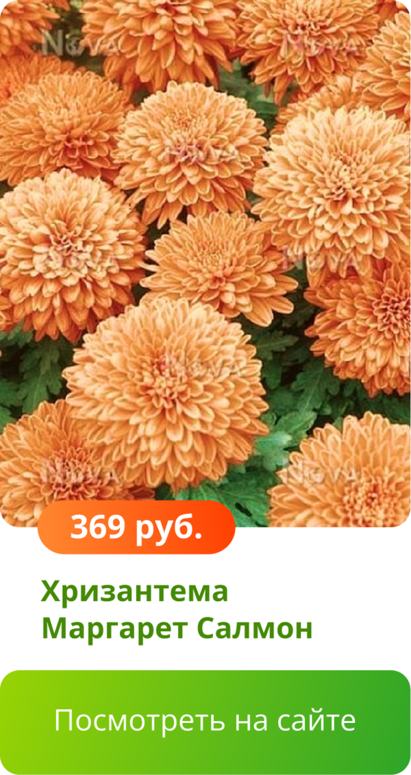 Хризантема Маргарет Салмон.png