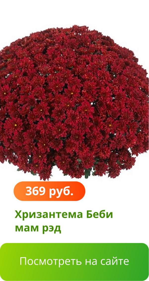 Хризантема Беби мам рэд.png