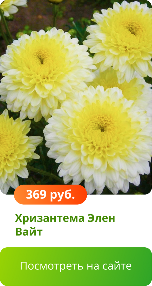 Хризантема Элен Вайт.png