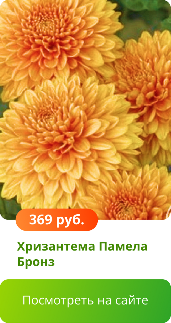 Хризантема Памела Бронз.png