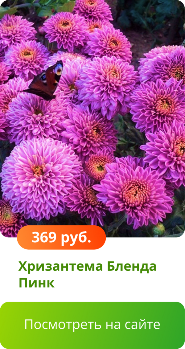 Хризантема Бленда Пинк.png