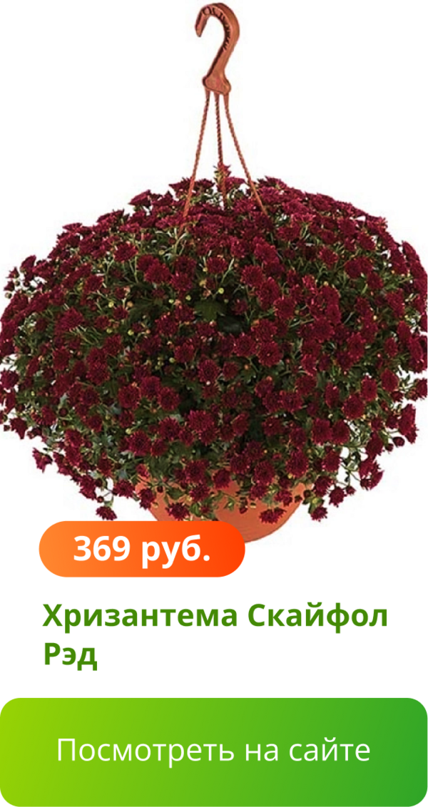 Хризантема Скайфол Рэд.png