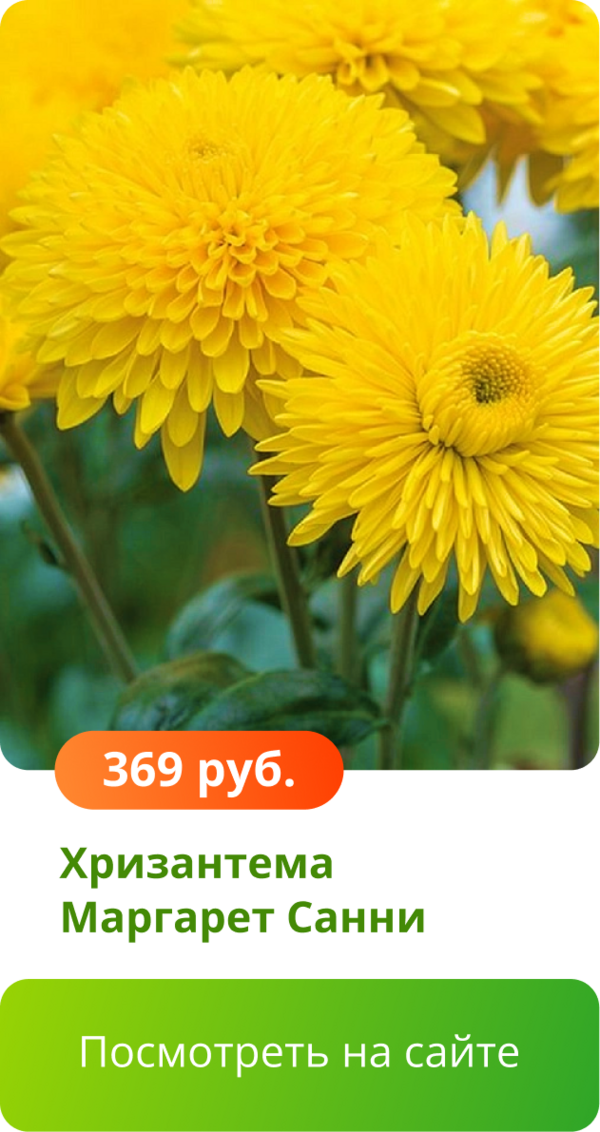 Хризантема Маргарет Санни.png
