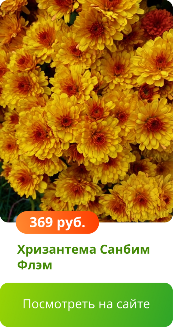 Хризантема Санбим Флэм.png