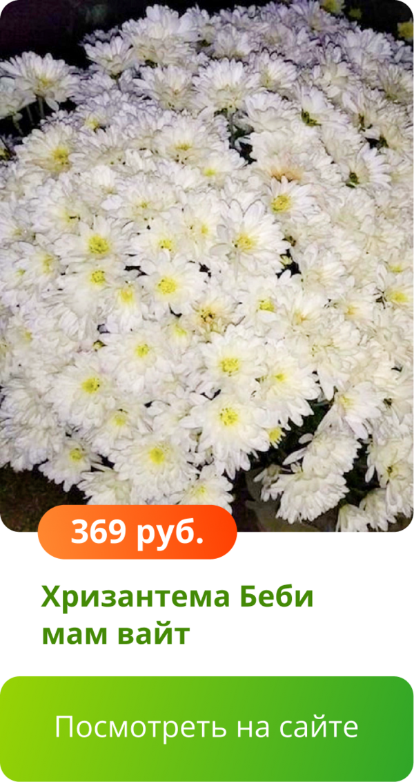 Хризантема Беби мам вайт.png